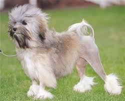 犬を家族に迎える前に